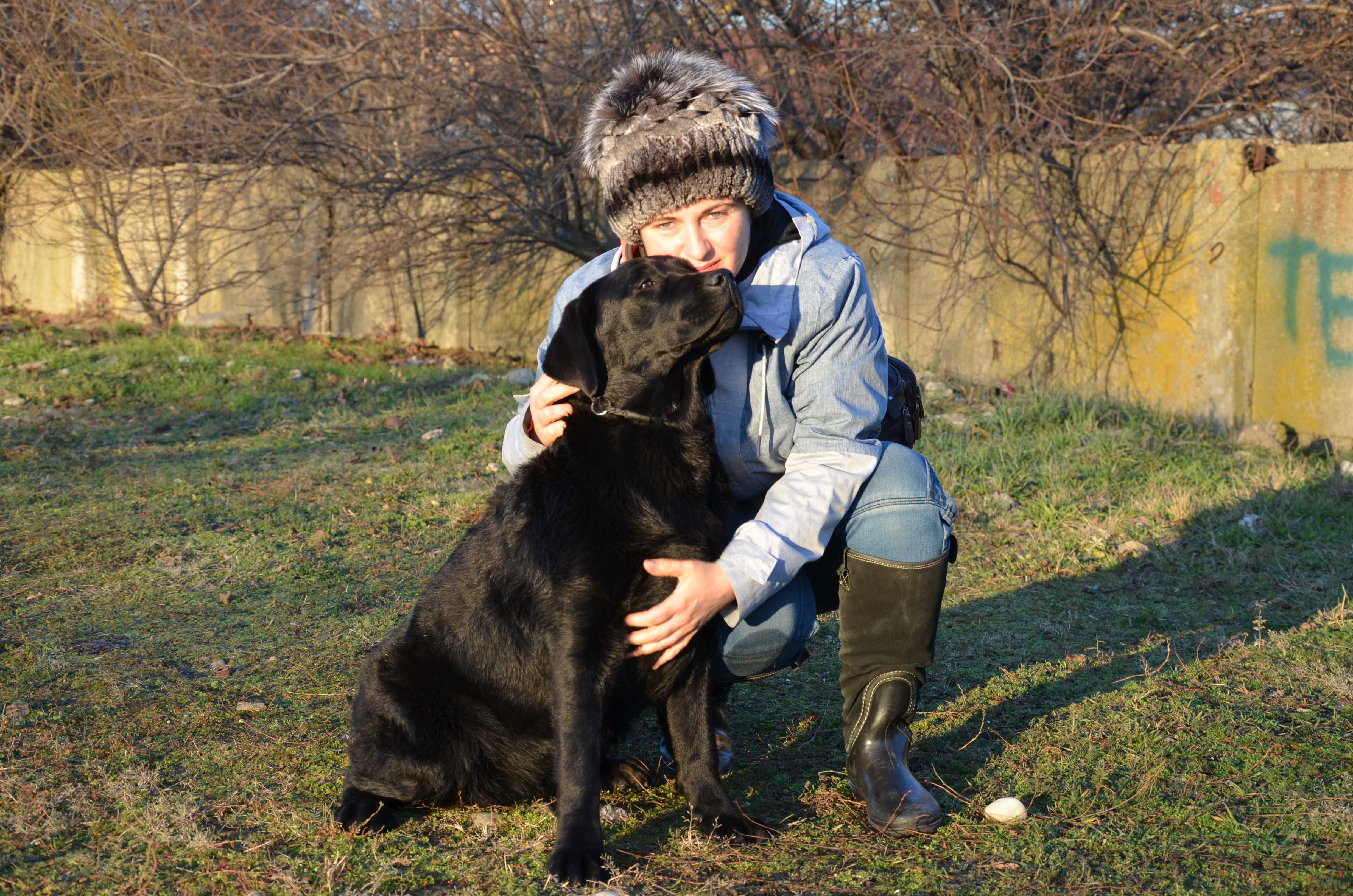 femela adulta negra de Labrador Retriever cu Pedigree A, 3 ani