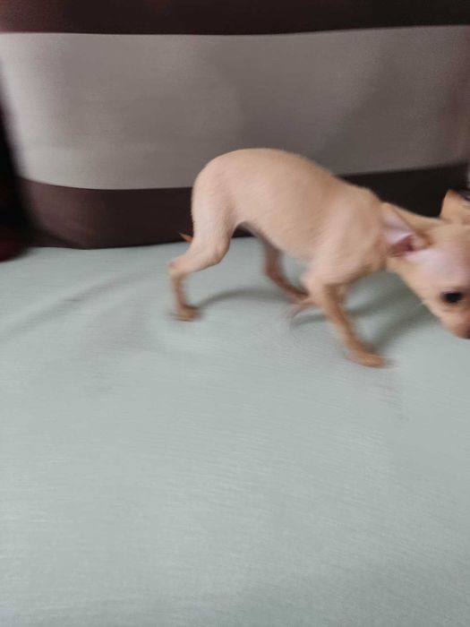 Продавам мини пинчер