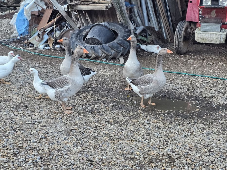 Vând Gâște Toulouse, rațe albe