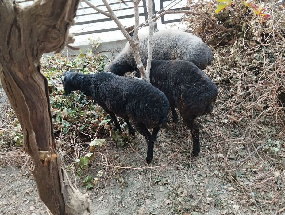 Qo'chqorlar sotiladi