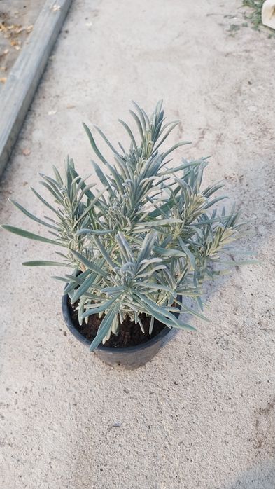 Lavandă  la ghiveci