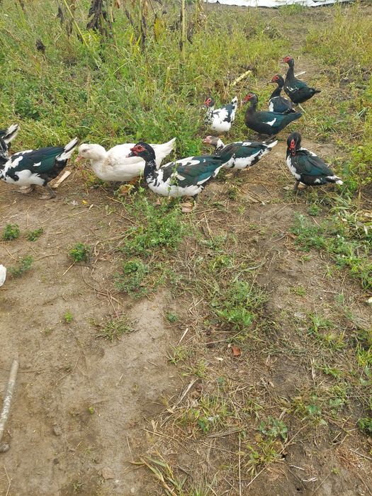 Vând rațe leșesti