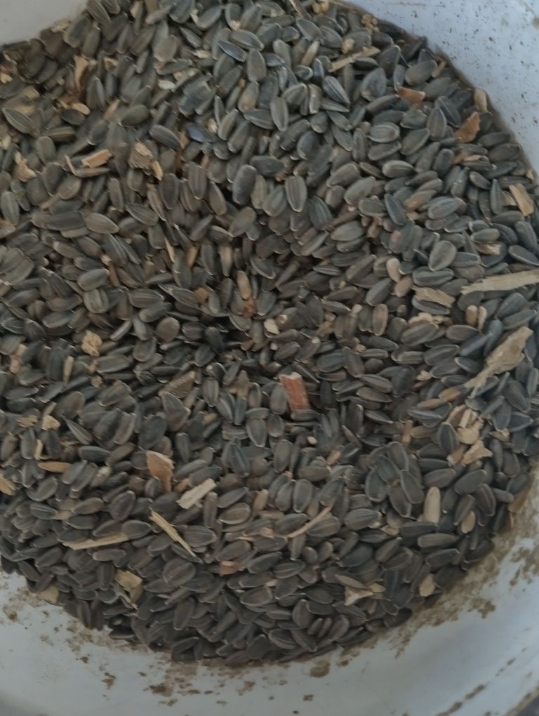 Floarea Soarelui