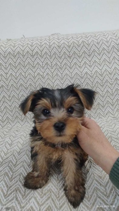 De vânzare caței York shire terrier