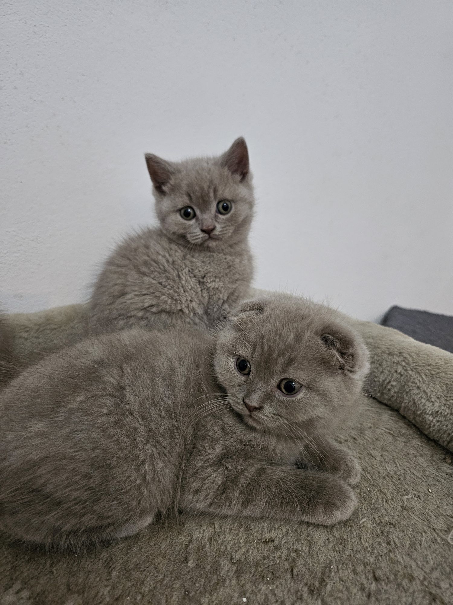 Pisici british shorthair și scotish fold