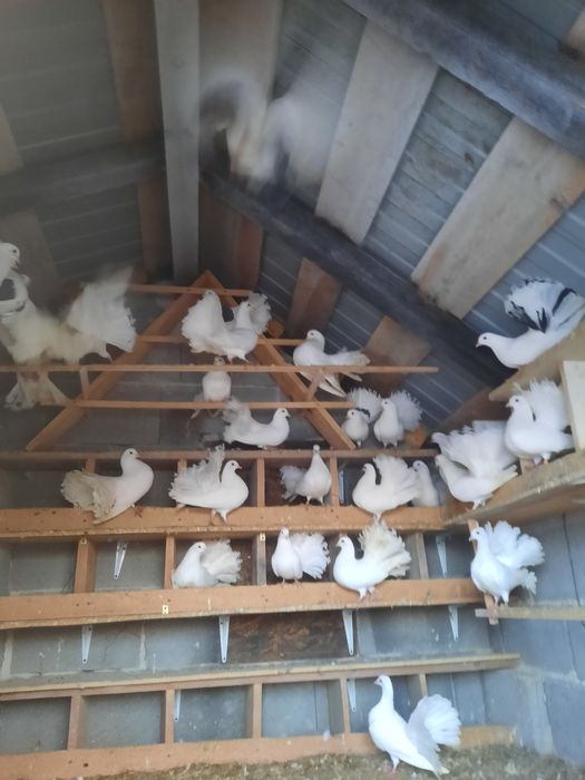 Porumbei Rotati de vanzare