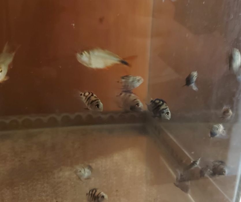 Продаётся аквариумные рыбки разные аксессуары