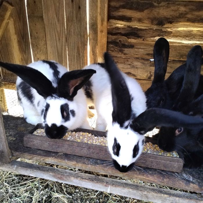 Зайци мъжки и женски на всякаква възраст