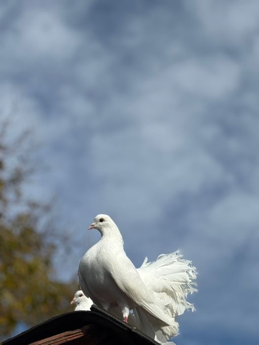 Schimb porumbei înfoiati cu voiajori sau gutufani