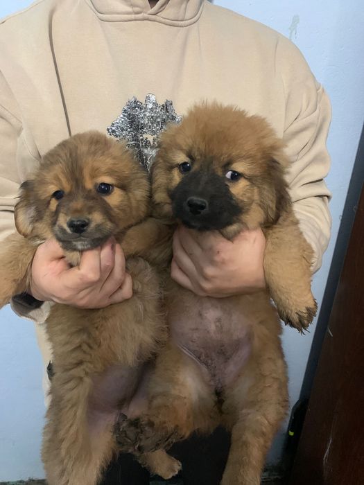 Dau spre adoptie 2 fete si un baiat are 2 luni