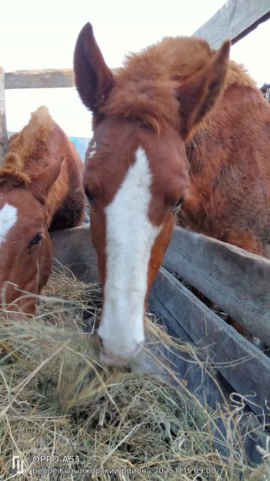 Продам жирный согым, два жеребца.