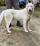 Femela Husky Siberian!