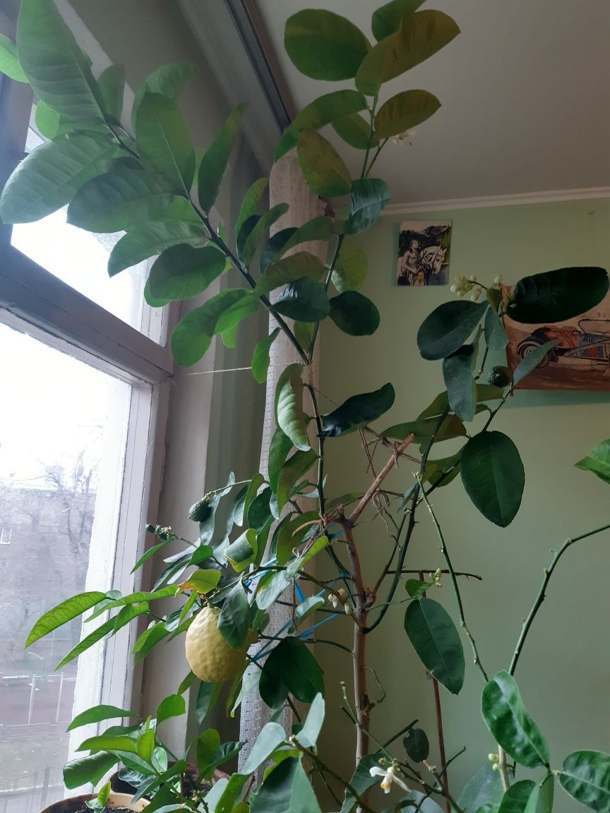 Продам дерево лимон