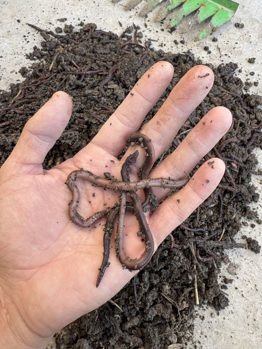 Черви для рыбалки 150шт