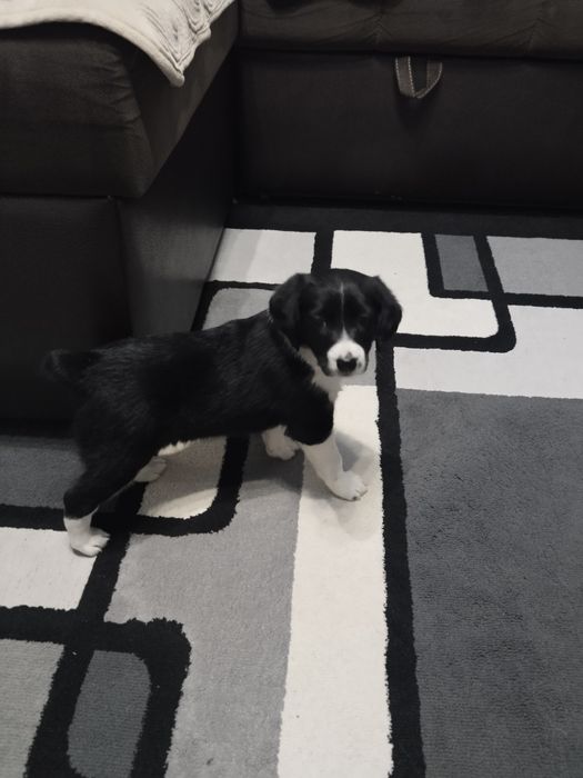 Отдам щенка девочку