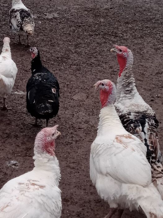 Vand curcanii 3 bucati