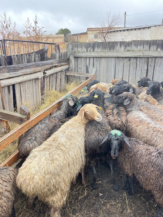 Продам 20 баранов