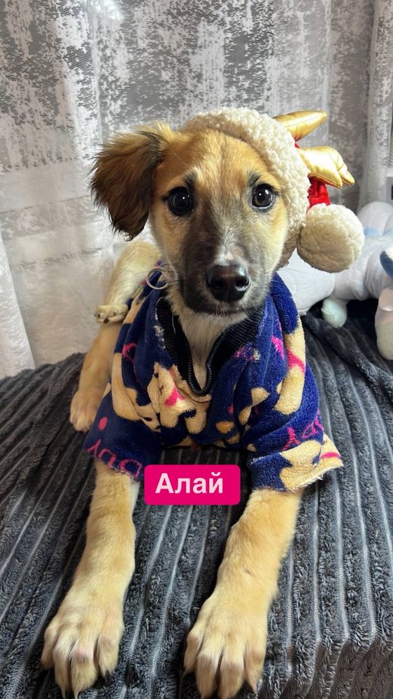 Щенки в поиске дома в лучшие семьи на цепь не отдаем
