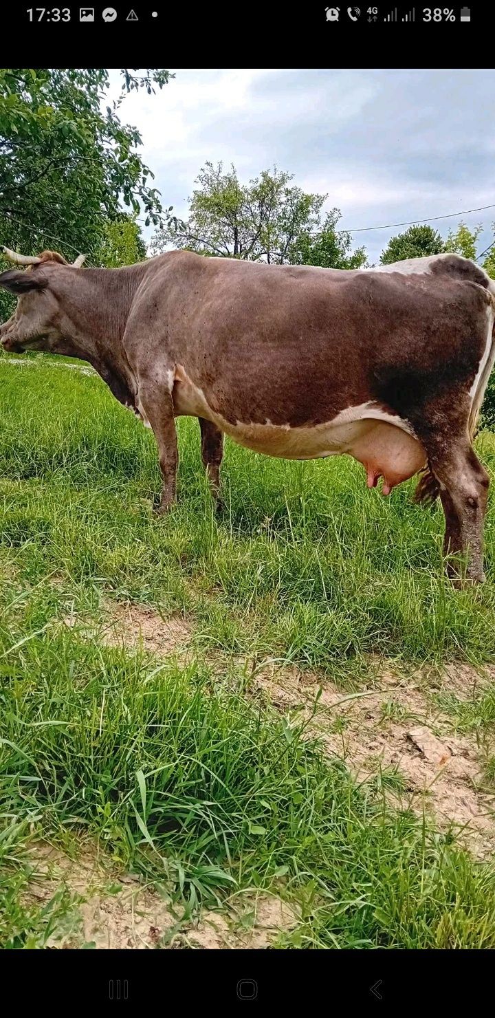 Vând vaca gestanta
