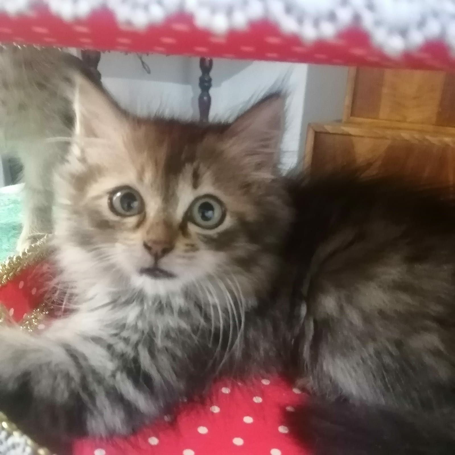 Котята девочки ищут дом