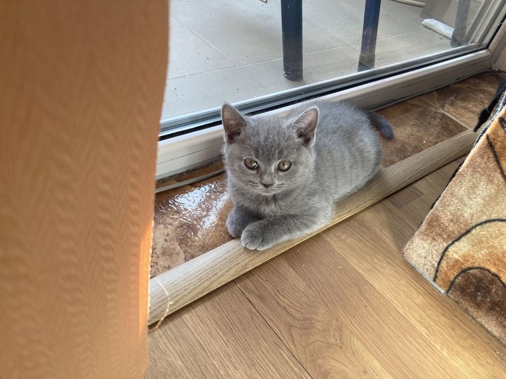 Котета британска късокосместа