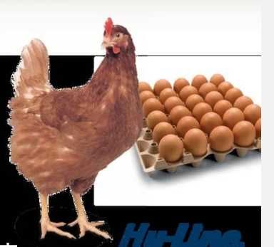 De ce să cumperi puicuțele direct din fermă avicolă Balagri?