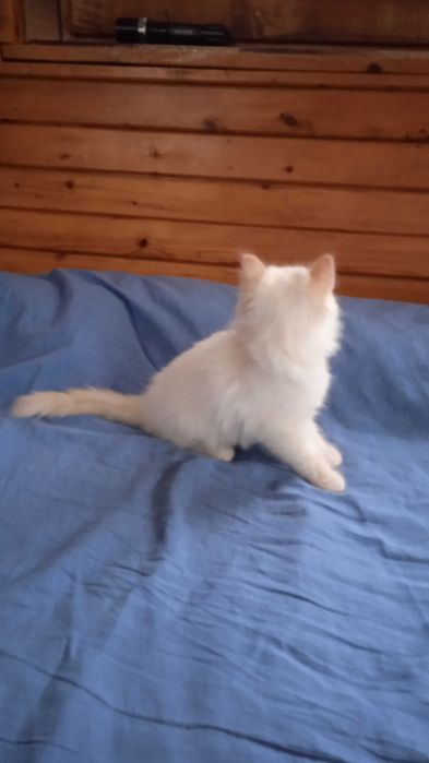 Невска маскарадна котка Neva Masquerade