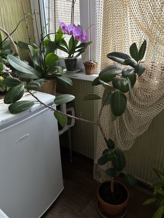 Фикус  большелистый