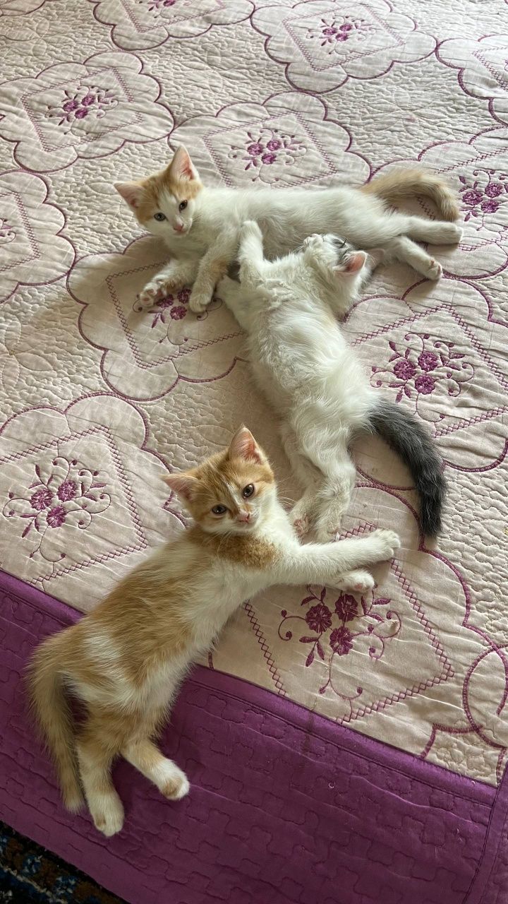 Отдоём котят в хорошие руки