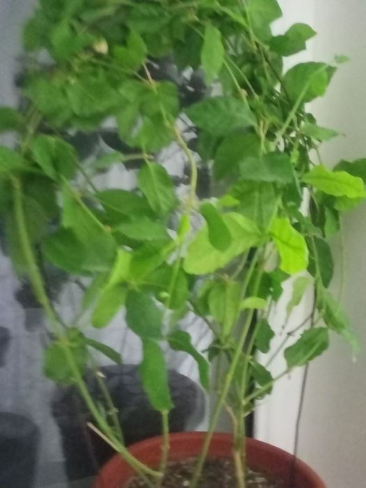 Hilma hil gullar tabiy uy sharoyitida osgan.