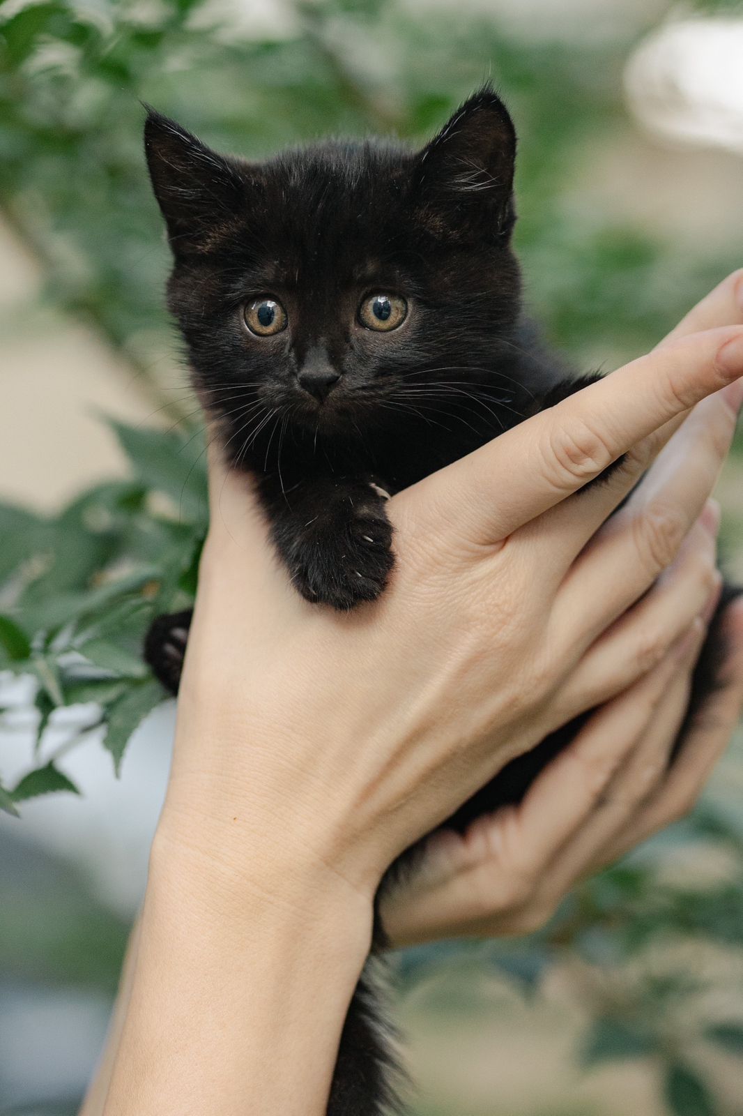 Котята ищут любящую семью