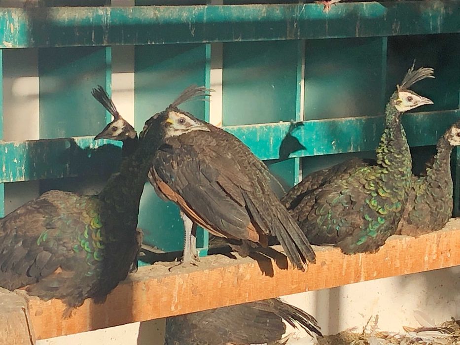 Vand paun verde muticus