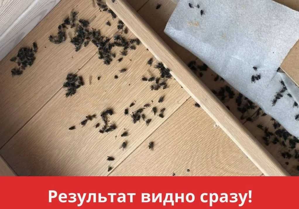 Dezinfeksiya xizmati Дезинфекция Уничтожение тараканов клоп крыс мышей