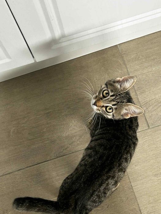 Подарявам малко женско коте