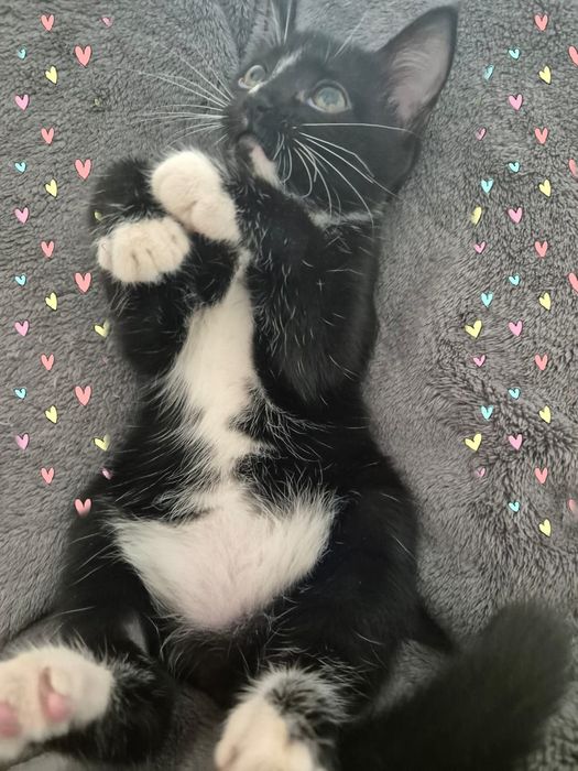 Кошечка 1,5 месяца ищет ответственные ручки!