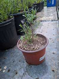 Lavanda la ghiveci producator plante ornamentale