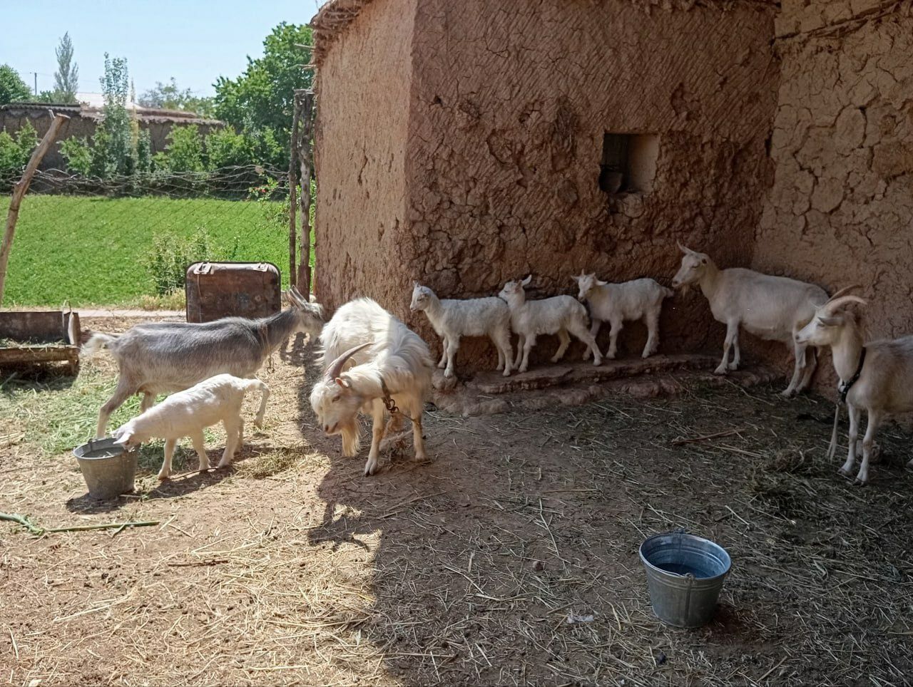 Zotdor Echkilar sotiladi zanin sutdor echkilari