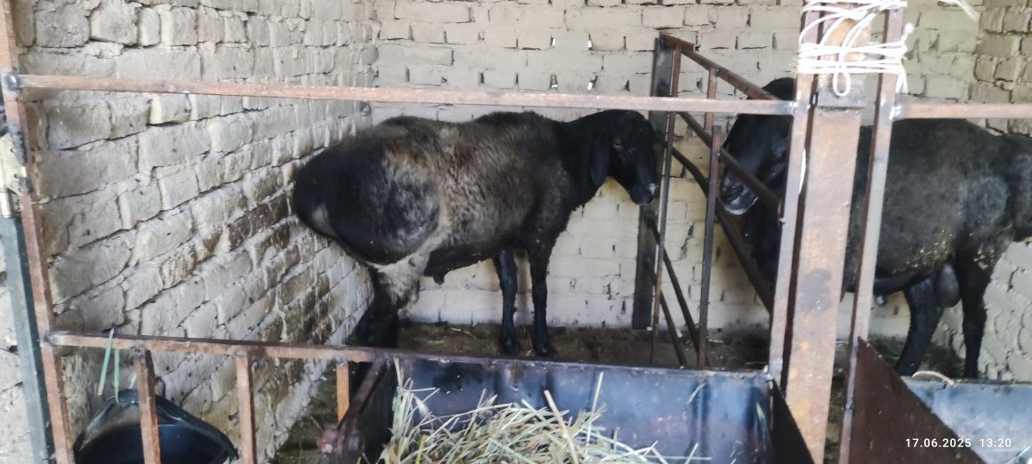 Кучкар баран продается