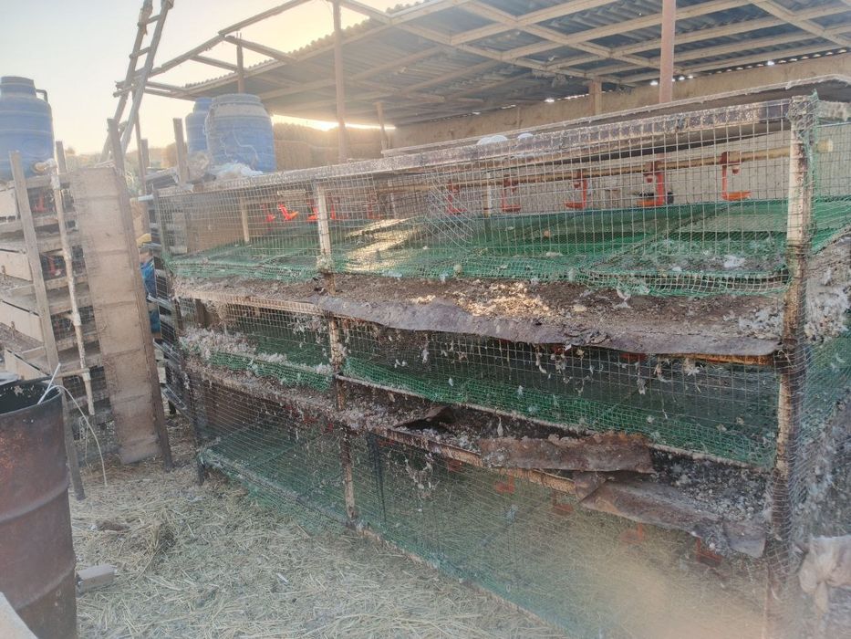 Бедана катаклари