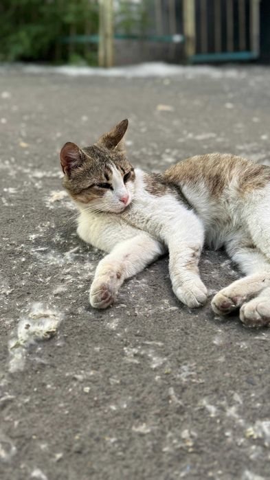 Весёлый котик Молик