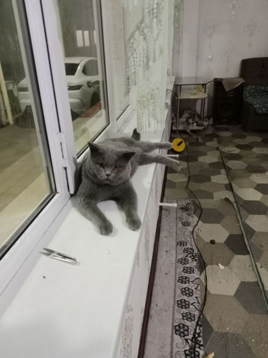 Britan zotli Mushuk sotiladi