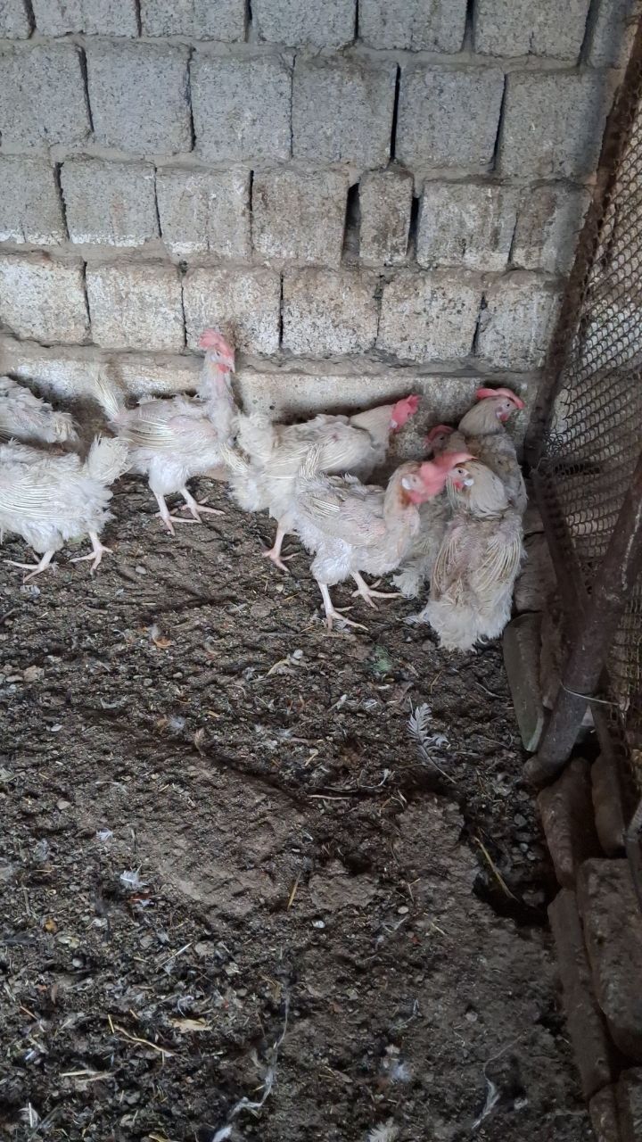 Oq tovuqlar sotiladi