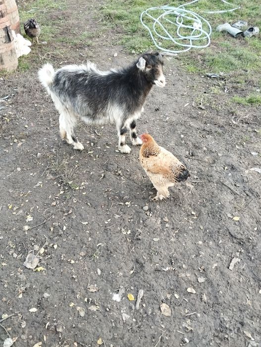 Ieduță de  vânzare