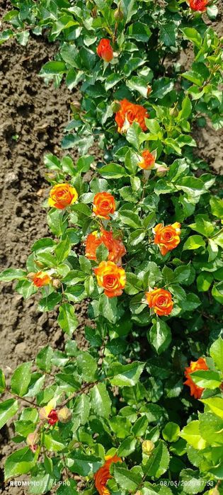 Atirgul sotiladi45 hil so'rti bor