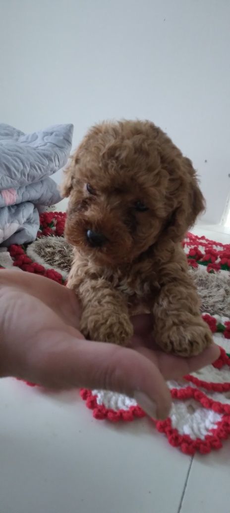 Pudle Rosu mini toy baetel