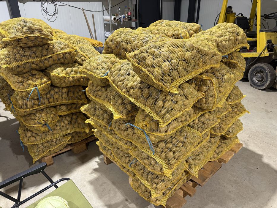 Семе сорт Сорая