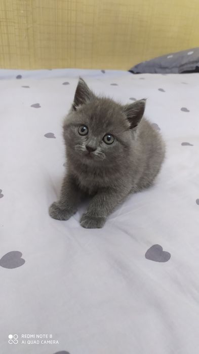 Шотландский котёнок Страйт голубого окраса