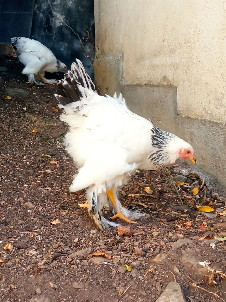 Vand sau schimb cocosi Brahma HD