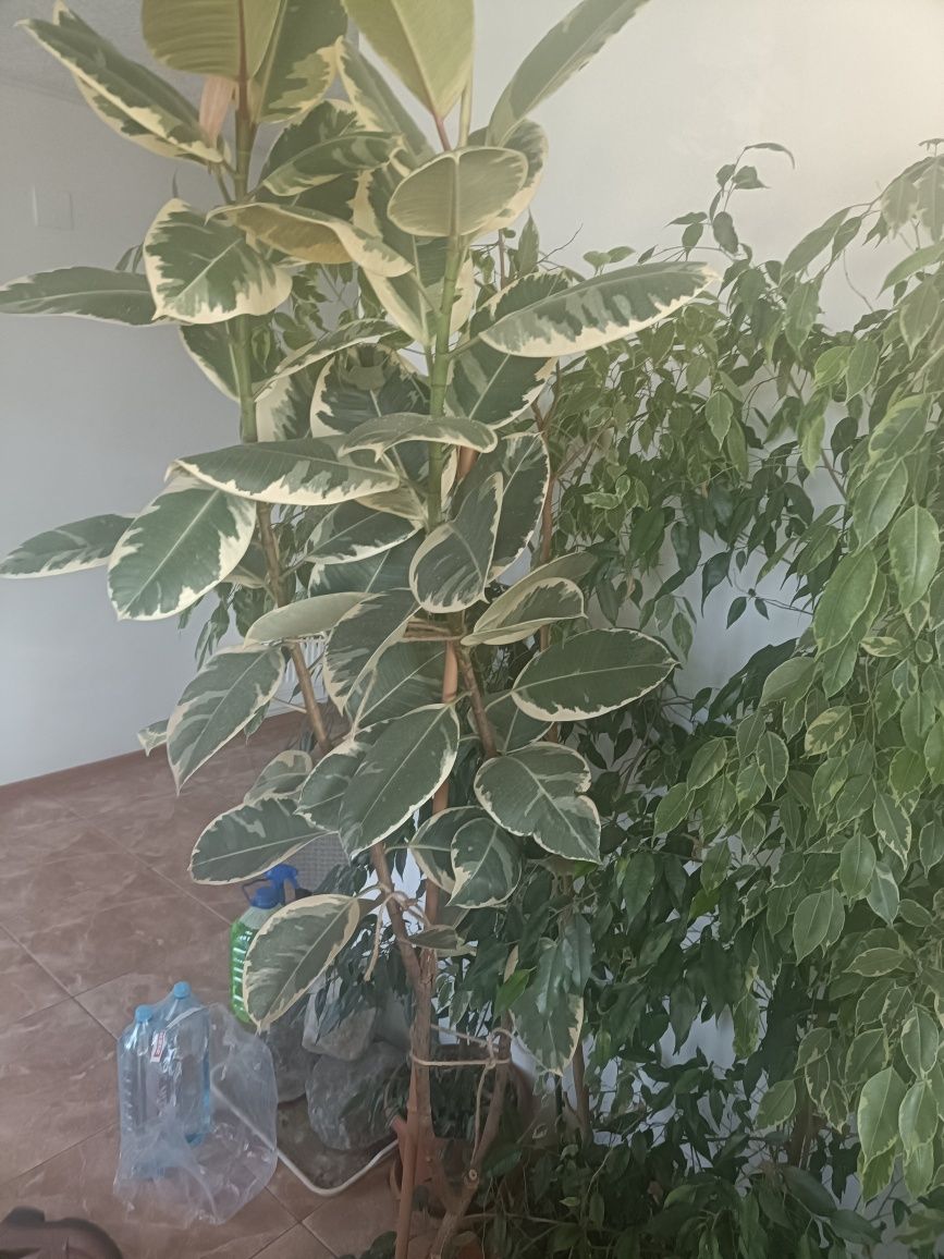Vând plante verzi