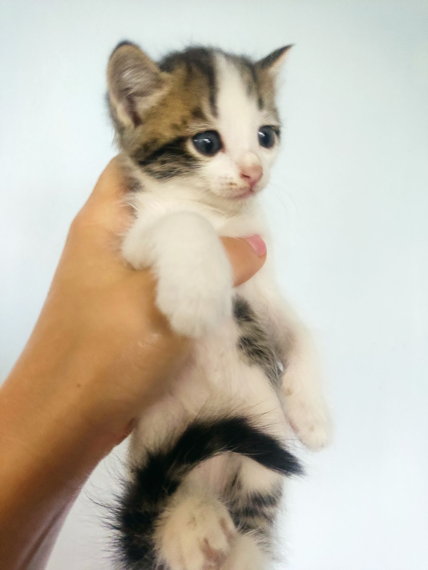 Маленькие котята